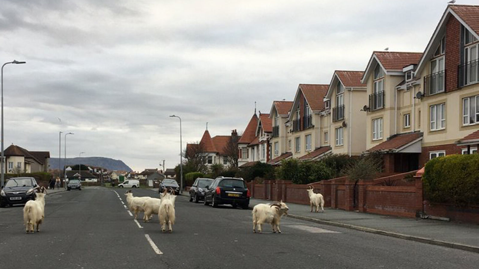 Wild Goats in Wales